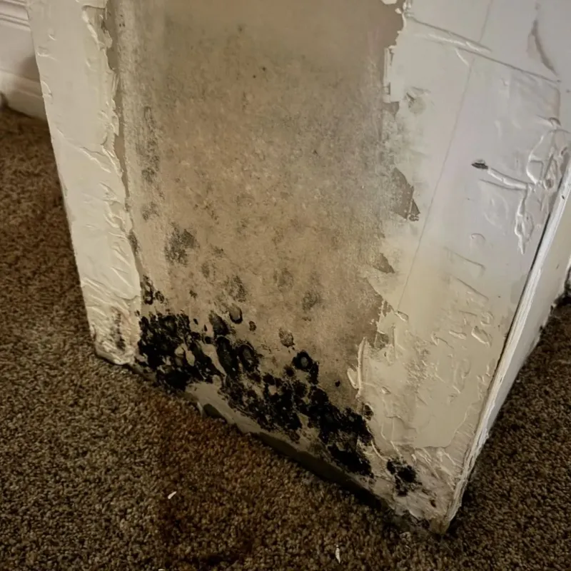 Professional Mold Removal in Prairie View, TX